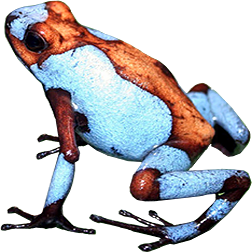 Blue Saddleback Dart